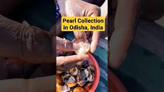 Pearl Collection in India | Amazing Pearl Collection process #india #odisha #amazing #travel