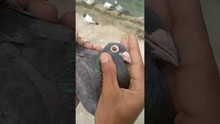 kolkata high flying mardasi eye pigeon  #kolkata pigeon #browes features #shorts feed #high flying️