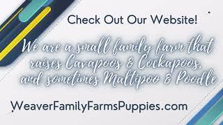 Find Your New Best Friend at Weaver Family Farms: Cockapoos, Cavapoos, Maltipoos, and More!