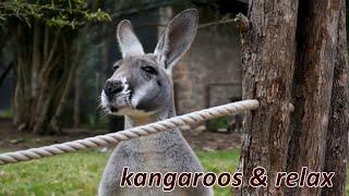 Kangaroo and relax music - for hours of relaxation, meditation, rest