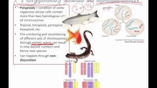 Polyploidy leads to speciation (IB Biology)