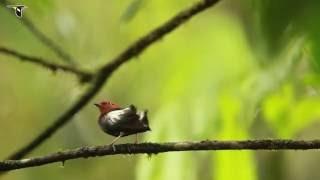 Club-Winged Manakin Dance