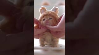 so cute cats
