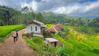 Ini Yang Akan Dilihat Saat Pagi Hari Di Desa, Bikin Betah. Suasana Pedesaan Jawa Barat Garut Selatan