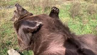 Leo the bear getting belly rubs and scritches.