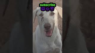 dog food documentary  dog food blog street dog food recipes dog rescue #short #shortvideo #dogs