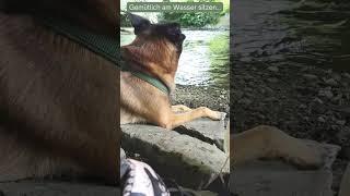 Gemütlich am Wasser sitzen...#hund #hundeliebe #hundeliebhaber