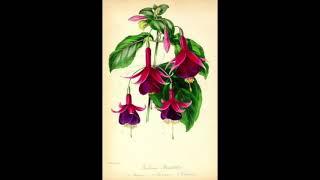 Borage & Fuchsia (Live)