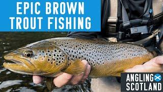 Fly Fishing for HUGE Brown Trout and Grayling on the River Tweed