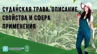 Суданская трава: описание, свойства и сфера применения