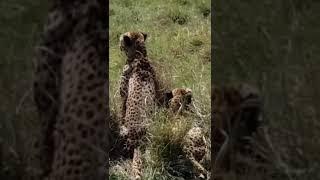 Leopards hunt in Kenya pt 2 #Shorts