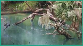 Manatees enjoying the warm water at Blue Spring State Park