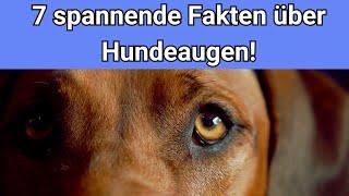 7 spannende Fakten über Hundeaugen 