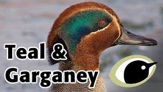 BTO Bird ID - Garganey & Teal