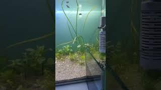 Aquarium Fish Dinajpur