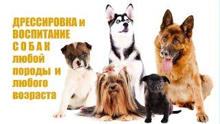 Akita Dog School дрессировка и воспитание собак.