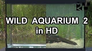 WILD AQUARIUM 2 HD MIKOLJI