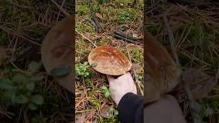 Picking Wild Mushrooms of the Forest!