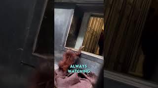 Baby Orangutan gets help from his mom ️