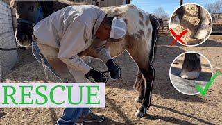 Neglected Pony’s Reaction to His First Hoof Trim Will Melt Your Heart! ️