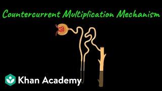 Countercurrent Multiplication | Excretion | Class XI | Biology | Khan Academy