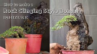 How to make a Rock Clinging Style  "Ishizuke" Bonsai - Episode # 18 (Must Watch till End)