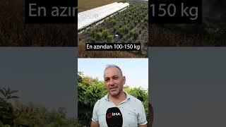 Kafayı Mı Yedin Dediler Atıl Arazide Üretti! Siparişlere Yetişemiyor / AGRO TV HABER