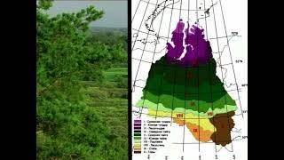 Сосновые леса Западной Сибири