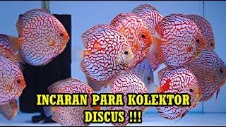  5 JENIS IKAN DISCUS INCARAN PARA KOLEKTOR DISCUS ! CORAKNYA CANTIK