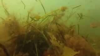 Black Cove Beach, Fragmented Algae