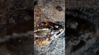did you see this before#amazing #huge#creation #shortvideo #stonefish#short.
