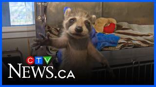 It’s baby season at Hope for Wildlife