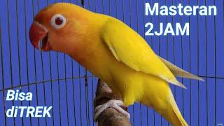 masteran lovebird 2 JAM,,, memancing labet lawan ngekek panjang terbukti JITU