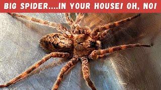 Sometimes HUGE spiders might enter your house! Are they dangerous? Learn more here!