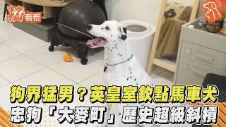 狗界猛男？英皇室欽點馬車犬　忠狗「大麥町」歷史超級斜槓｜TVBS新聞｜擠看看