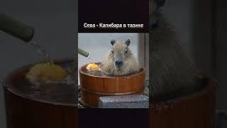 Какой ты КАПИБАРА по имени? #мем #юмор #прикол #капибара #рек #shorts