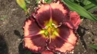 Лилейник daylily BLUEBERRY DREAM