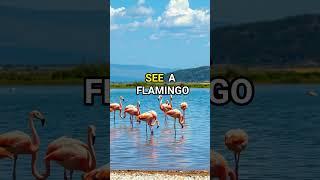 Why Flamingos Eat Upside Down: Fun Flamingo Facts!