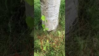 Himalayan birch - base of trunk & grass - August 2021