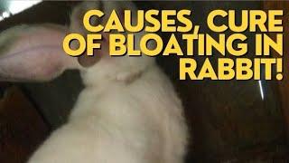 Bloating in RABBIT: Causes and Treatment of Bloat (RABBIT medication series)