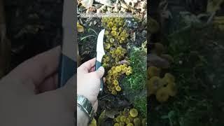 Малыши Опята. Оставляю подрастать#грибы #грибомания #грибнойсуп #2022