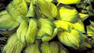 Favorite hostas at Sugar Creek Gardens