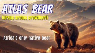 Atlas Bear || Tales Of Forgotten || Africa's Only Native Bear