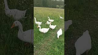 #goose гуси,лес,природа,красота,жизнь в деревне,будни деревня,смешные,забавные животные