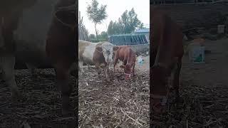 Those who like to raise cows, please follow me  Welcome to all those who raise cows all over the cou