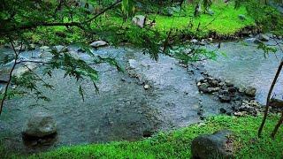 Mountain Stream Flowing - Gentle Stream Sounds, Nature Sounds for Sleep, Study, and Calm Atmosphere