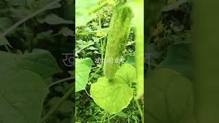 kitchen garden|खीरा beautiful #flowering#लतर#tips#organic #farming#shortvideo @shivkibagiya9429