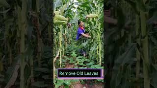 Corn Farming Techniques  #satisfying #short