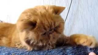 Милый сонный кот экзот Пончик. Funny cat Ponchik