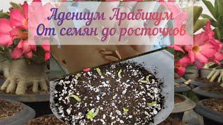 #Адениум Арабикум#От семян до росточков#как вырастить домашние сеянцы адениума